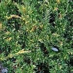 Juniperus sabina Агульны выгляд