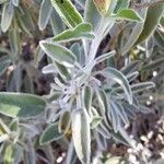 Salvia fruticosa Lehti