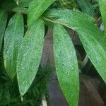 Zingiber zerumbet Leaf