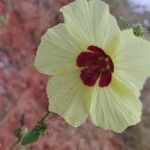 Hibiscus vitifolius Flower