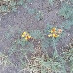 Hoffmannseggia glauca 花