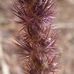 Cenchrus biflorus Хабит