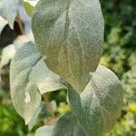 Elaeagnus commutata Frunză