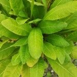 Primula japonica Leaf