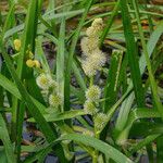Sparganium emersum Fula