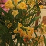Freylinia lanceolata Flor