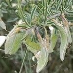 Cytisus multiflorus Fruit