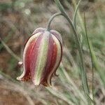 Fritillaria lusitanica फूल