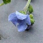 Cynoglossum amabile Λουλούδι