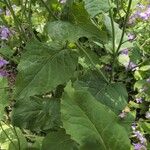 Orychophragmus violaceus Hoja