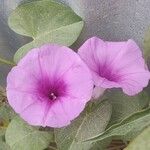 Ipomoea asarifolia Flower