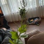 Alliaria petiolata Φύλλο