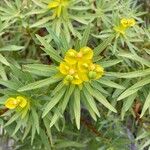 Euphorbia dendroides 花