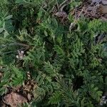 Astragalus stella Leaf