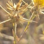 Centaurea solstitialis Fruit