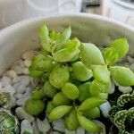 Cotyledon pendens Hoja