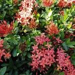 Ixora chinensisBloem