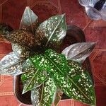 Aglaonema costatum Blatt