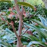 Brunfelsia pauciflora Bark