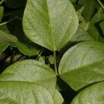 Vigna luteola Floro