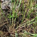 Dianthus borbasii Leaf