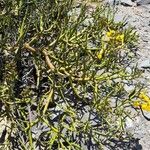 Senna crassiramea Hábito