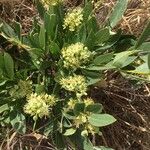 Boscia mossambicensis Habit