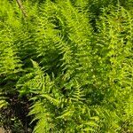 Dennstaedtia punctilobula Hoja
