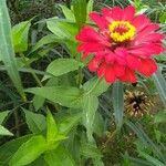 Zinnia peruvianaFloare