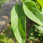 Annona squamosa Leaf