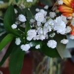 Gypsophila paniculata Flor