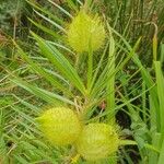 Gomphocarpus fruticosus Fruit