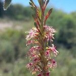 Oenothera curtifloraBlüte