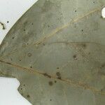 Aniba parviflora Лист