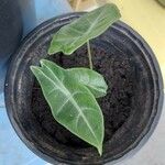 Alocasia longiloba Blatt