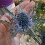 Eryngium bourgatiiKwiat