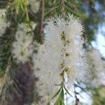 Melaleuca alternifolia Çiçek