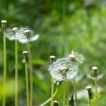 Taraxacum rubicundum Fruit