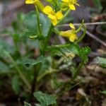 Barbarea rupicola Flor