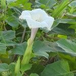 Datura innoxiaപുഷ്പം