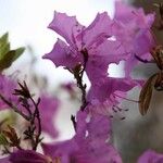 Rhododendron dauricum ফুল