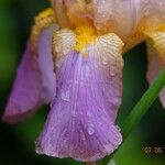 Iris germanica Flower