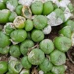 Conophytum ectypum Лист