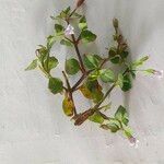 Lindernia dubia 花