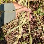 Crotalaria juncea Fruit