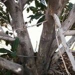 Ficus velutina Corteza