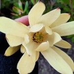 Leucadendron laureolum Kwiat