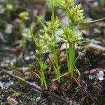 Cyperus squarrosus Habit