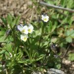 Viola kitaibeliana Flower