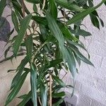 Dracaena angustifolia برگ